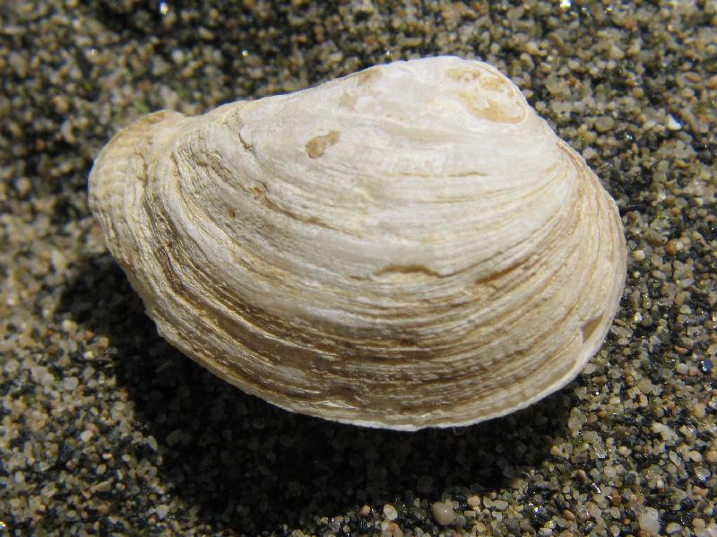 Petricola lithophaga